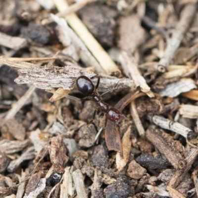 Papyrius nitidus (Shining Coconut Ant) at Michelago, NSW - 12 Oct 2018 by Illilanga