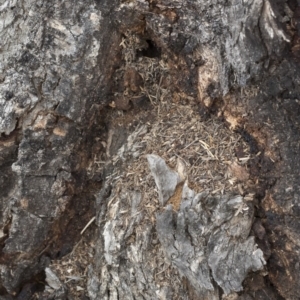 Papyrius nitidus at Michelago, NSW - 13 Oct 2018