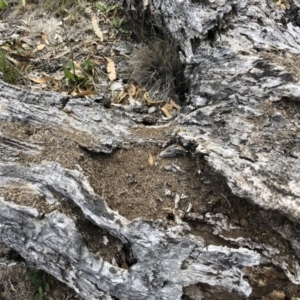 Papyrius nitidus at Michelago, NSW - suppressed