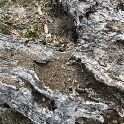 Papyrius nitidus (Shining Coconut Ant) at Illilanga & Baroona - 19 Oct 2018 by Illilanga