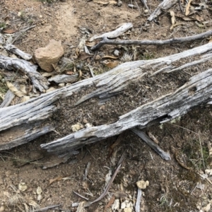 Papyrius nitidus at Michelago, NSW - 20 Oct 2018