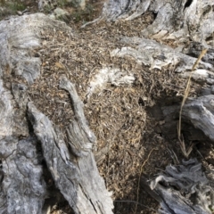 Papyrius nitidus at Michelago, NSW - suppressed