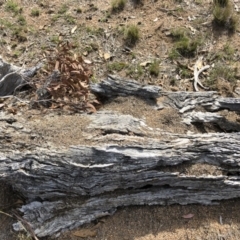 Papyrius nitidus at Michelago, NSW - suppressed