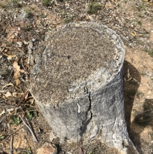 Papyrius nitidus at Michelago, NSW - suppressed