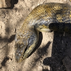 Tiliqua scincoides scincoides (Eastern Blue-tongue) at Illilanga & Baroona - 29 Sep 2018 by Illilanga