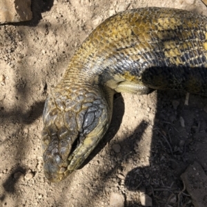 Tiliqua scincoides scincoides at Michelago, NSW - 29 Sep 2018 10:30 AM