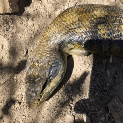 Tiliqua scincoides scincoides (Eastern Blue-tongue) at Illilanga & Baroona - 29 Sep 2018 by Illilanga