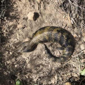 Tiliqua scincoides scincoides at Michelago, NSW - 29 Sep 2018 10:30 AM