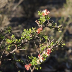 Cryptandra amara (Bitter Cryptandra) at QPRC LGA - 7 Oct 2018 by michaelb