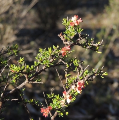 Cryptandra amara (Bitter Cryptandra) at QPRC LGA - 7 Oct 2018 by michaelb