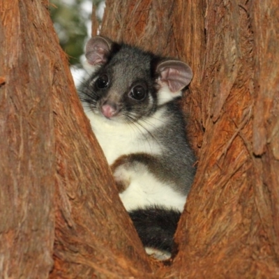 Pseudocheirus peregrinus (Common Ringtail Possum) at Acton, ACT - 31 Aug 2018 by TimL