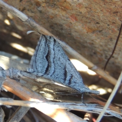 Dichromodes consignata (Signed Heath Moth) at Tralee, NSW - 7 Oct 2018 by michaelb