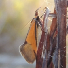 Philobota undescribed species near arabella (A concealer moth) at QPRC LGA - 7 Oct 2018 by michaelb