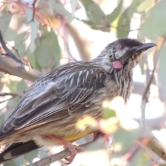 Anthochaera carunculata (Red Wattlebird) at Tralee, NSW - 7 Oct 2018 by michaelb