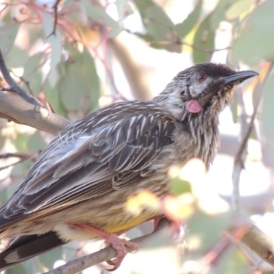 Anthochaera carunculata (Red Wattlebird) at Tralee, NSW - 7 Oct 2018 by MichaelBedingfield