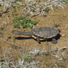 Chelodina longicollis (Eastern Long-necked Turtle) at Aranda Bushland - 20 Oct 2018 by RWPurdie