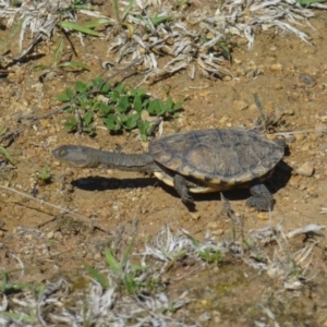 Chelodina longicollis at Dunlop, ACT - 21 Oct 2018 12:00 AM