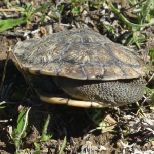 Chelodina longicollis at Dunlop, ACT - 21 Oct 2018 12:00 AM