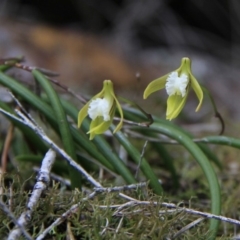 Dockrillia striolata (Streaked Rock Orchid) at Bournda National Park - 10 Oct 2018 by karenbuckland