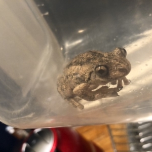 Litoria peronii at undefined - 3 Oct 2018 09:26 PM