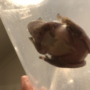 Litoria peronii at undefined - 3 Oct 2018