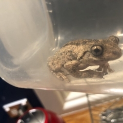 Litoria peronii at undefined - 3 Oct 2018