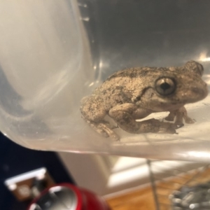 Litoria peronii at undefined - 3 Oct 2018 09:26 PM