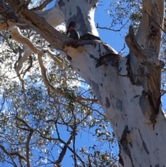 Callocephalon fimbriatum (Gang-gang Cockatoo) at GG38 - 21 Oct 2018 by KL