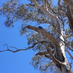 Callocephalon fimbriatum at Hughes, ACT - 21 Oct 2018