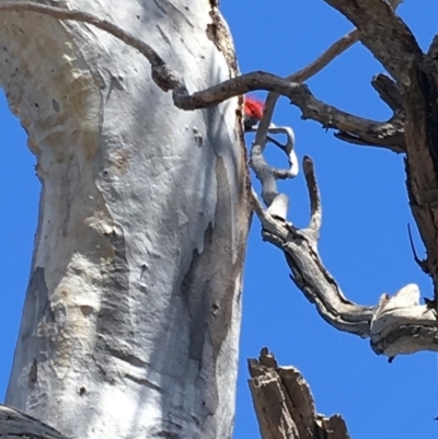 Callocephalon fimbriatum (Gang-gang Cockatoo) at Red Hill Nature Reserve - 21 Oct 2018 by KL