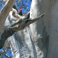 Callocephalon fimbriatum at Deakin, ACT - suppressed