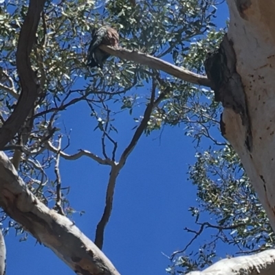 Callocephalon fimbriatum (Gang-gang Cockatoo) at GG49 - 21 Oct 2018 by KL