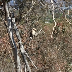 Dacelo novaeguineae at Deakin, ACT - 21 Oct 2018 11:29 AM