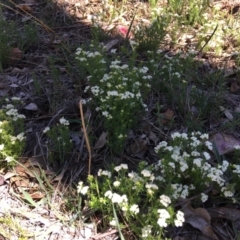 Asperula conferta (Common Woodruff) at Red Hill Nature Reserve - 21 Oct 2018 by KL