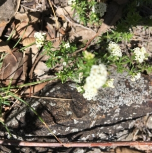 Asperula conferta at Red Hill Nature Reserve - 21 Oct 2018