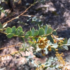 Acacia cultriformis (Knife Leaf Wattle) at Hughes Grassy Woodland - 20 Oct 2018 by KL
