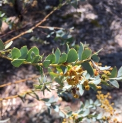 Acacia cultriformis (Knife Leaf Wattle) at Red Hill to Yarralumla Creek - 20 Oct 2018 by KL