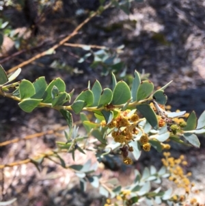 Acacia cultriformis at Deakin, ACT - 21 Oct 2018