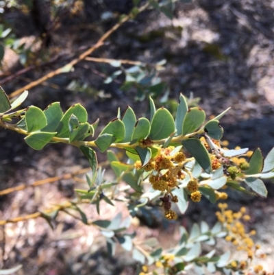 Acacia cultriformis (Knife Leaf Wattle) at Red Hill to Yarralumla Creek - 20 Oct 2018 by KL