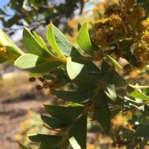 Acacia cultriformis at Deakin, ACT - 21 Oct 2018