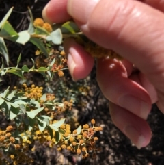 Acacia cultriformis at Deakin, ACT - 21 Oct 2018