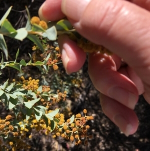 Acacia cultriformis at Deakin, ACT - 21 Oct 2018 10:52 AM