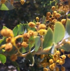 Acacia cultriformis at Deakin, ACT - 21 Oct 2018