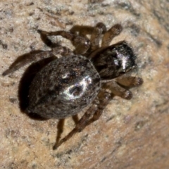 Jotus sp. (genus) (Unidentified Jotus Jumping Spider) at Paddys River, ACT - 21 Oct 2018 by JudithRoach