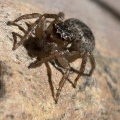 Jotus sp. (genus) at Paddys River, ACT - 21 Oct 2018 10:08 AM