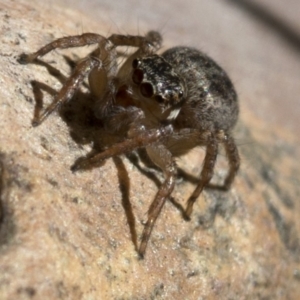 Jotus sp. (genus) at Paddys River, ACT - 21 Oct 2018