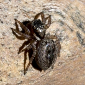 Jotus sp. (genus) at Paddys River, ACT - 21 Oct 2018 10:08 AM