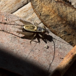 Trigonidium (Balamara) gidya at Paddys River, ACT - 21 Oct 2018 10:17 AM