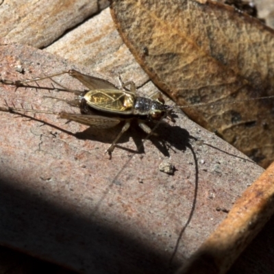 Trigonidium (Balamara) gidya (Gidya trig) at Tidbinbilla Nature Reserve - 20 Oct 2018 by JudithRoach