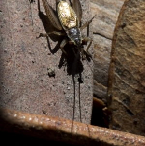 Trigonidium (Balamara) gidya at Paddys River, ACT - 21 Oct 2018